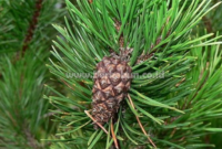 Cara Menanam Pinus Dari Biji