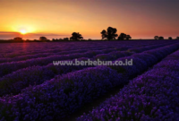 Lavender Belanda : Sejarah, Jenis, Morfologi dan Cara Tanamnya
