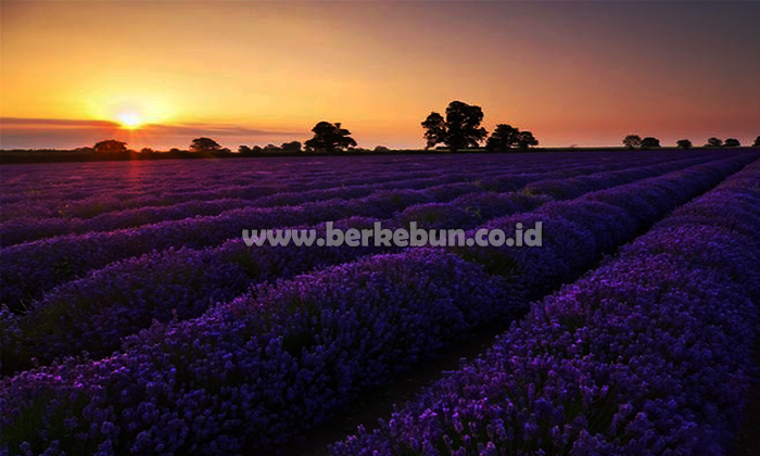 Lavender Belanda : Sejarah, Jenis, Morfologi dan Cara Tanamnya