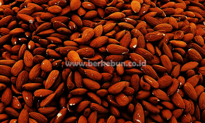 Manfaat Kacang Almond Dan Kandungan Gizinya Untuk Kesehatan