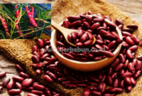 Cara Menanam Kacang Merah Yang Baik Dan Benar