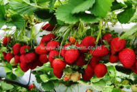 Panduan Pemula Cara Budidaya Strawberry Tanpa Tanah